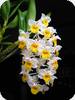 Dendrobium thyrsiflorum